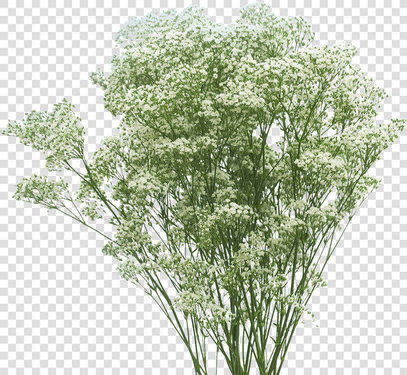 Cow Parsley  HD Png DownloadTransparent PNG