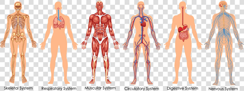 Functional Integrative Spinal Correction   Body Systems Diagram  HD Png DownloadTransparent PNG