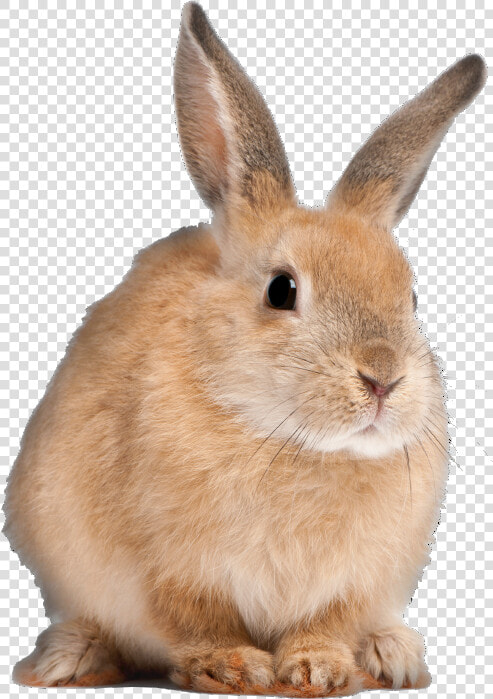 Clip Art Flemish Giant Bunnies   Long Do Rabbits Live  HD Png DownloadTransparent PNG