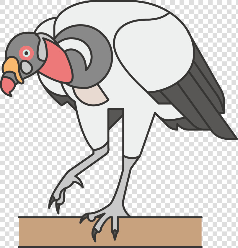 Transparent Ostrich Clipart   Common Ostrich  HD Png DownloadTransparent PNG