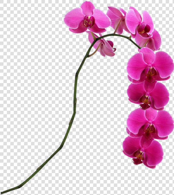 Pink Flower Singapore Moth Slipper Lady S Orchids Clipart   Orchid Png  Transparent PngTransparent PNG