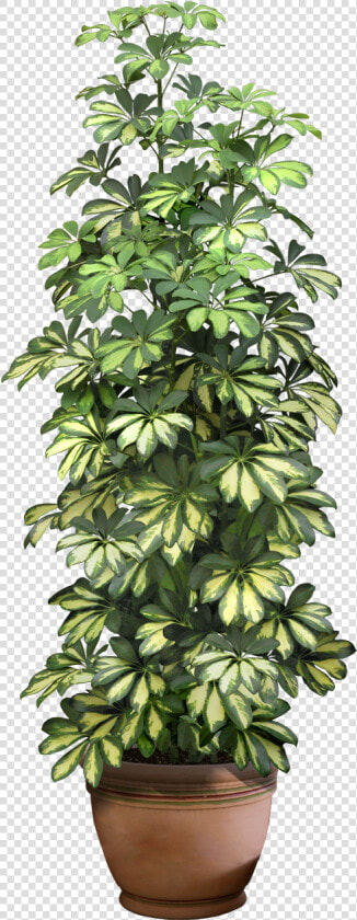 Office Plant Png   Transparent Background House Plant Png  Png DownloadTransparent PNG