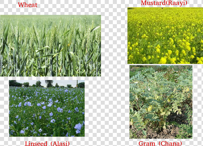 Wheat  Gram  Pea  Mustard  Linseed   Wheat Gram Pea Mustard  HD Png DownloadTransparent PNG