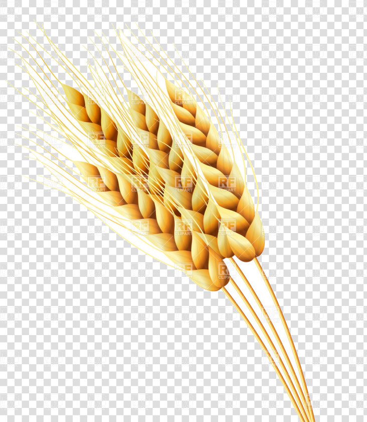 Wheat Ears Of Or Rye Vector Image Illustration Plants   Rye Clipart  HD Png DownloadTransparent PNG