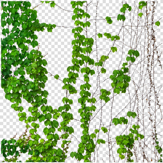 Ivy  Vine  Vines  Transparent  Green Vines   Illustration  HD Png DownloadTransparent PNG