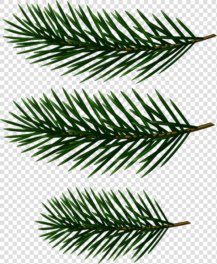 Transparent Pine Clipart   Pine Tree Branch Clip Art  HD Png DownloadTransparent PNG