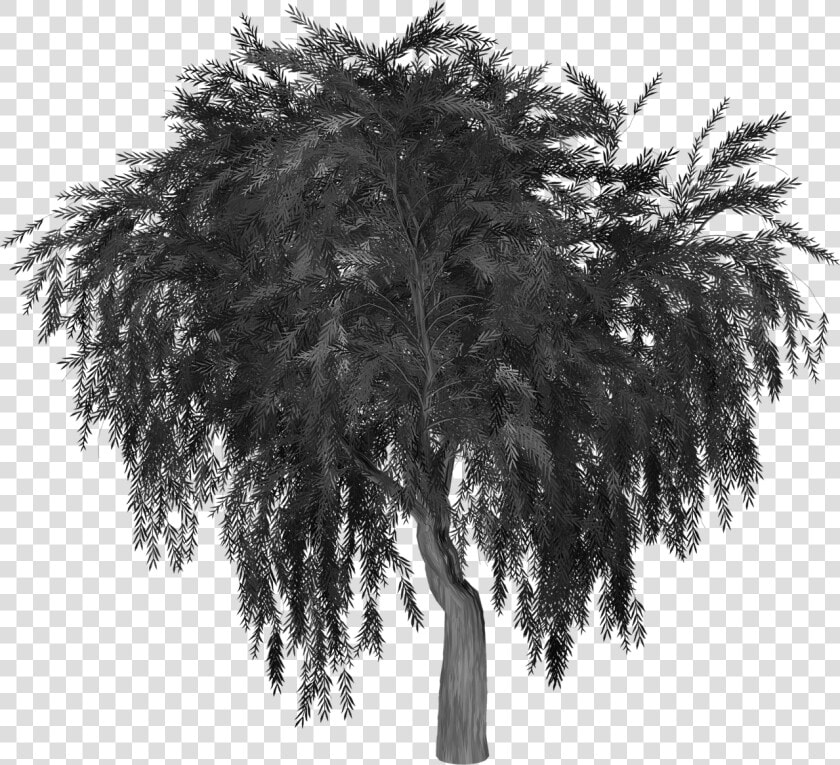 Weeping Willow Tree Image Silhouette Portable Network   Willow Tree Silhouette Png  Transparent PngTransparent PNG