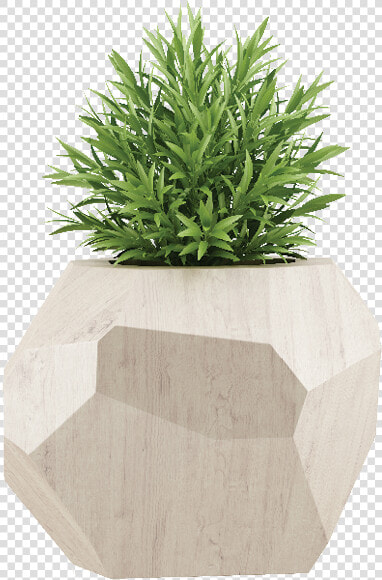 Houseplant  HD Png DownloadTransparent PNG