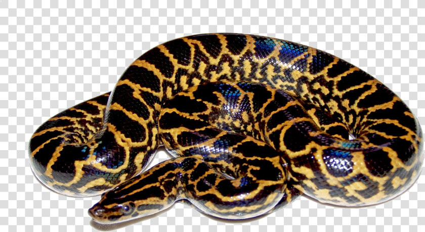 The Lord Of The Anaconda Snake Images   Anaconda Png  Transparent PngTransparent PNG