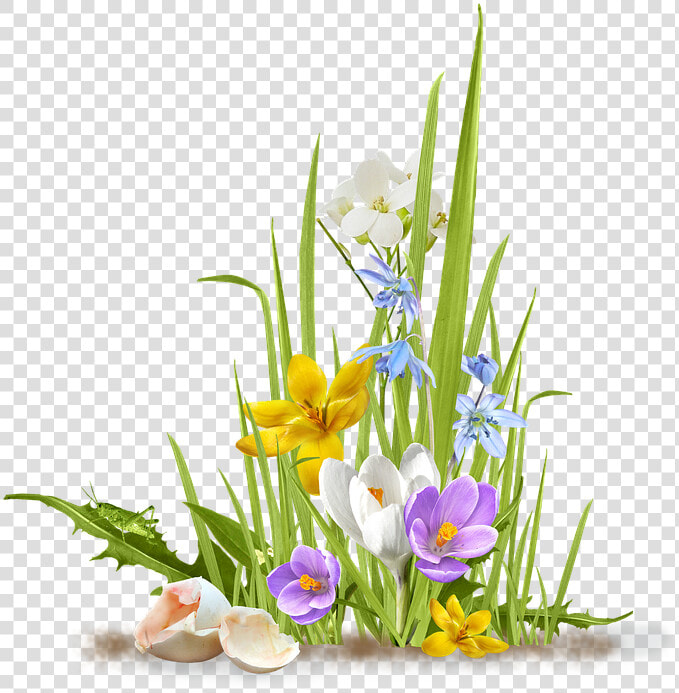 Spring  Flower  Crocus  Saffron  Grass  Shell  Egg   Flowers And Grass Png  Transparent PngTransparent PNG