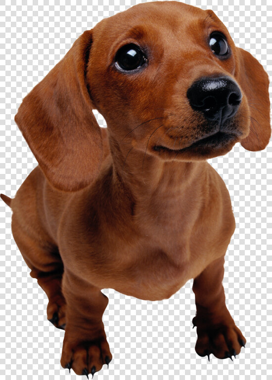 Dachshund Facts   Png Download   Dachshund Puppy Transparent Background  Png DownloadTransparent PNG