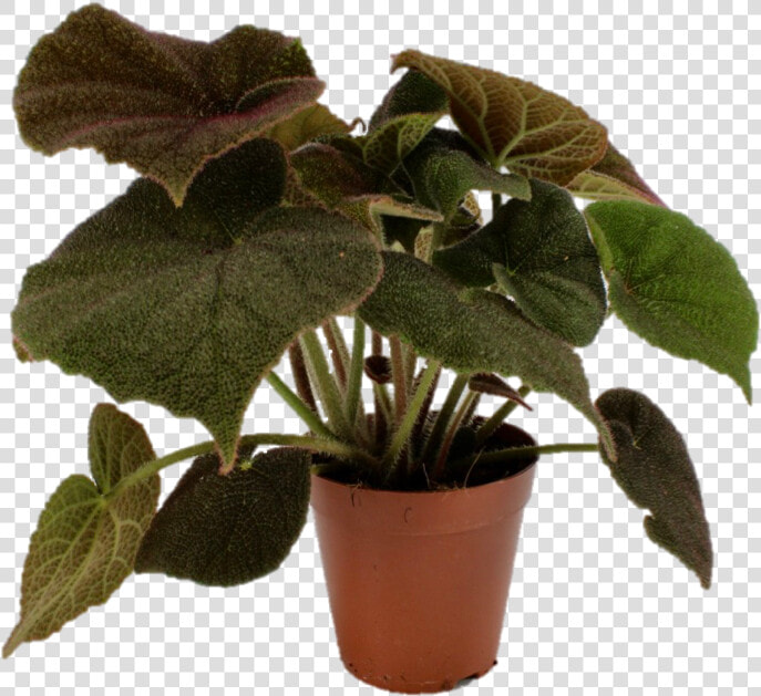 Houseplant  HD Png DownloadTransparent PNG