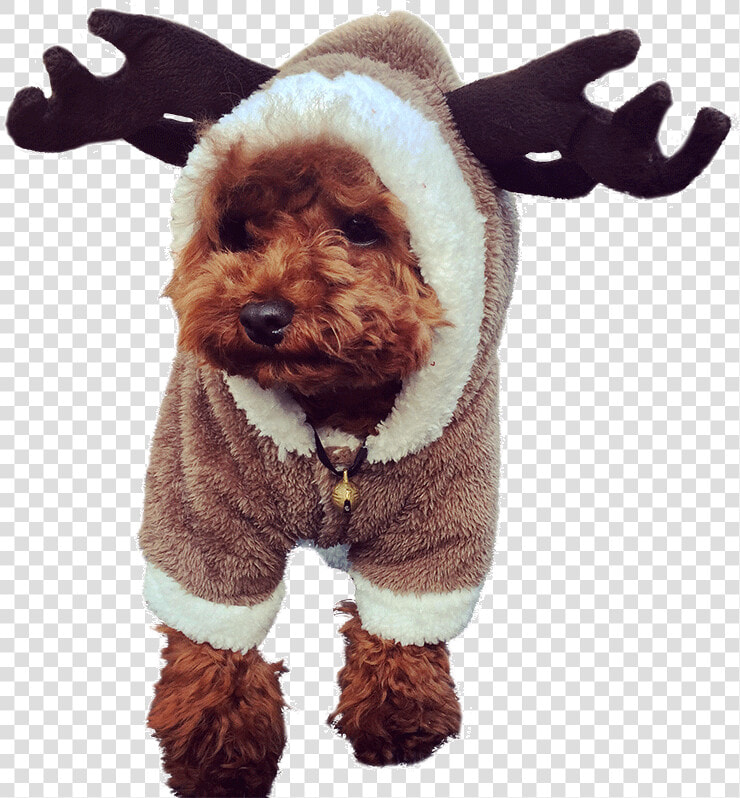 Hua Yuan Winter Clothes Dog Clothes Teddy Puppy Clothes   Disfraces De Perros Navidad  HD Png DownloadTransparent PNG