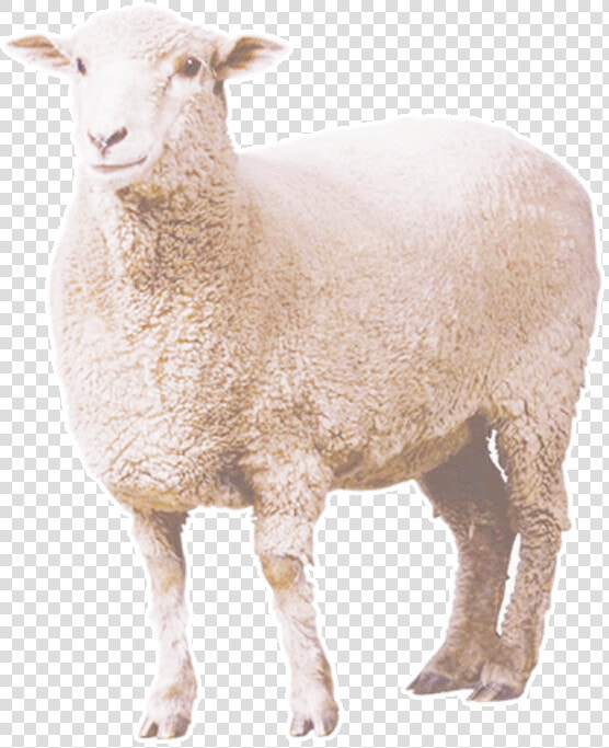 Curly Sheep Png Download   Sheep Png  Transparent PngTransparent PNG