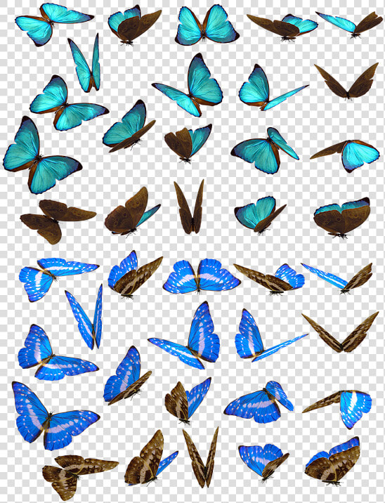 Butterfly  Butterflies  Swarm  Insect  Iridescent    Butterflies Swarm  HD Png DownloadTransparent PNG