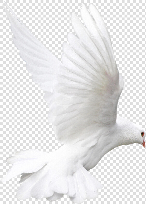 Rock Dove Bird White Animal   White Doves Png  Transparent PngTransparent PNG