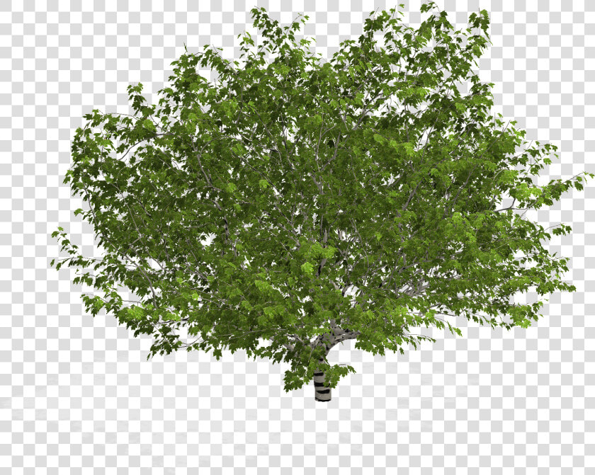 Tree In Plan Png   Arbol En Planta Png  Transparent PngTransparent PNG