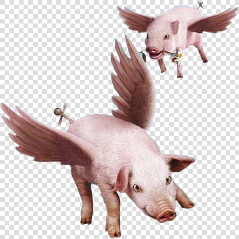 Png Fly Transparent Domestic   Flying Pig Transparent Png  Png DownloadTransparent PNG