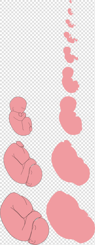 File   Fetus Proposal   Svg   Fetus   Png Download   Illustration  Transparent PngTransparent PNG