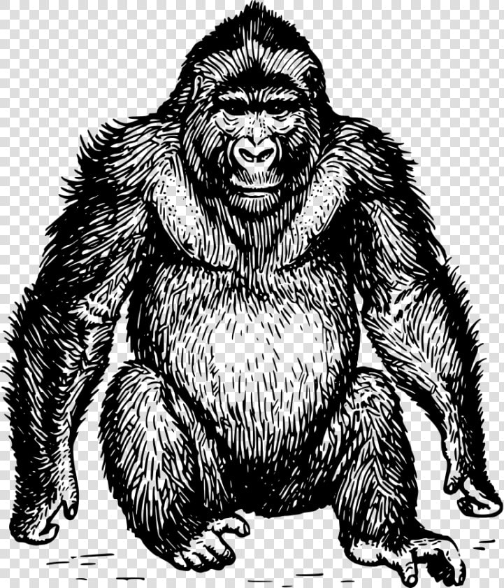 Ape 3 Cute Svg Clip Arts   Ape Clipart Black And White  HD Png DownloadTransparent PNG