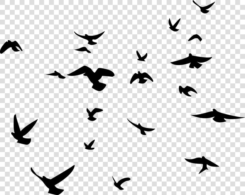 Bird Background Birds Transparent   Flock Of Birds Silhouette Png  Png DownloadTransparent PNG