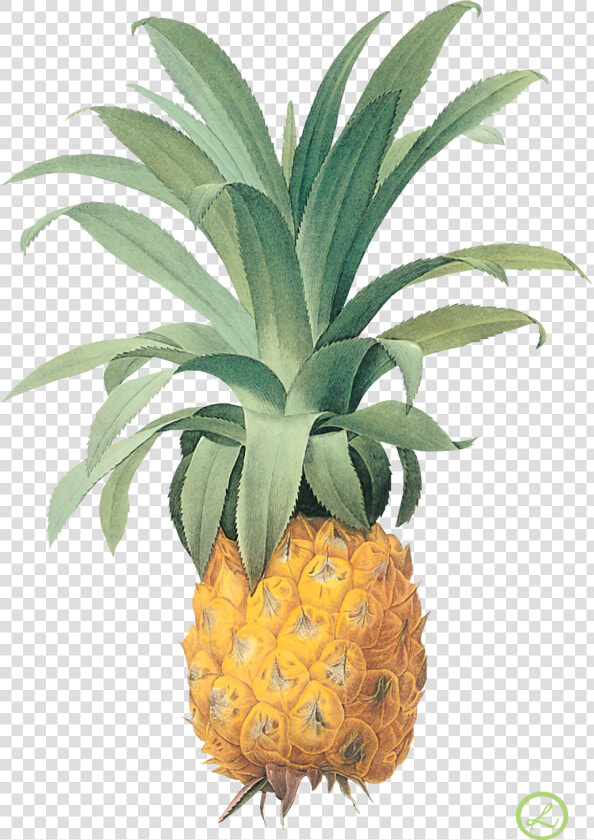 Pineapple Png Image  Free Download   Bromélia Ananas  Transparent PngTransparent PNG