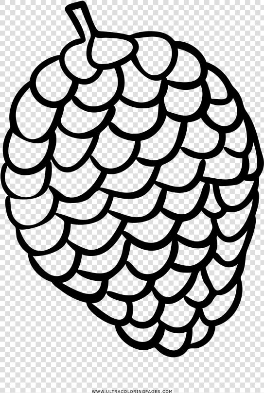 Pine Cone Coloring Page   Pinha Para Pintar  HD Png DownloadTransparent PNG