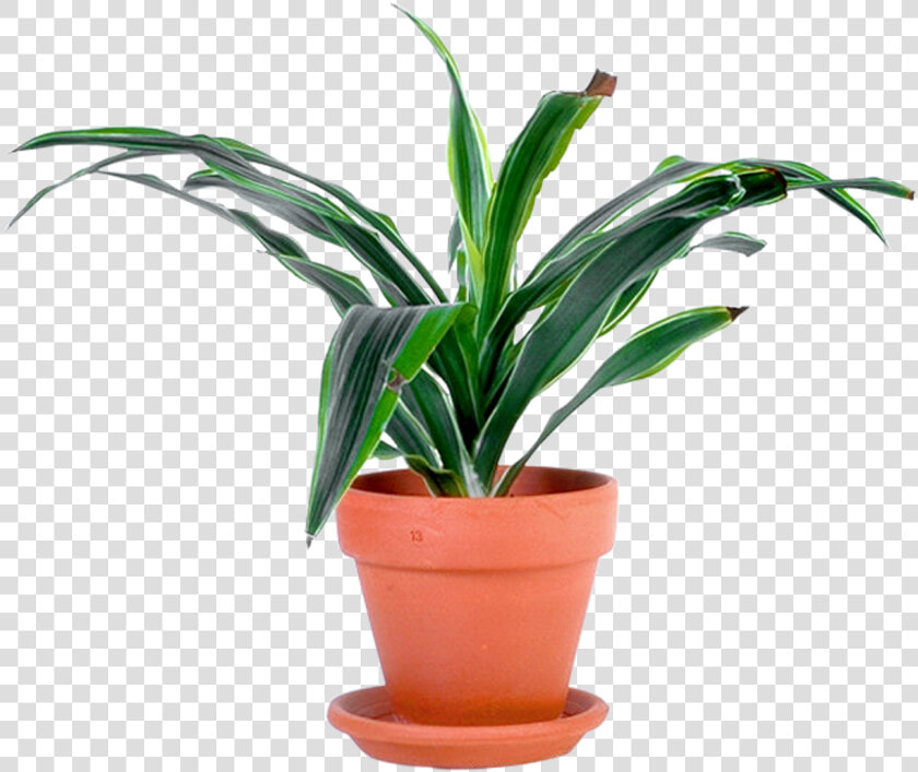 Transparent Pot Plant Png   Potted Plant Transparent Background  Png DownloadTransparent PNG