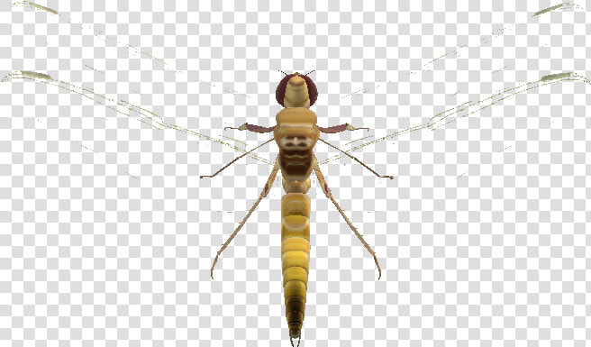 Net winged Insects  HD Png DownloadTransparent PNG