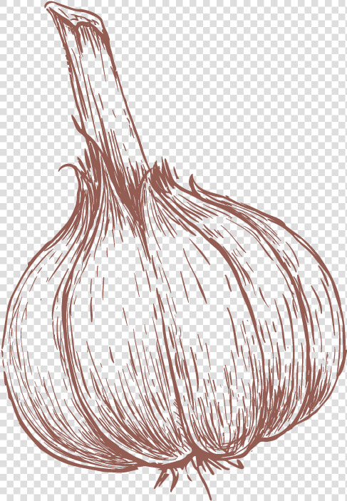 Garlic Drawing   Png Download   Drawn Garlic  Transparent PngTransparent PNG