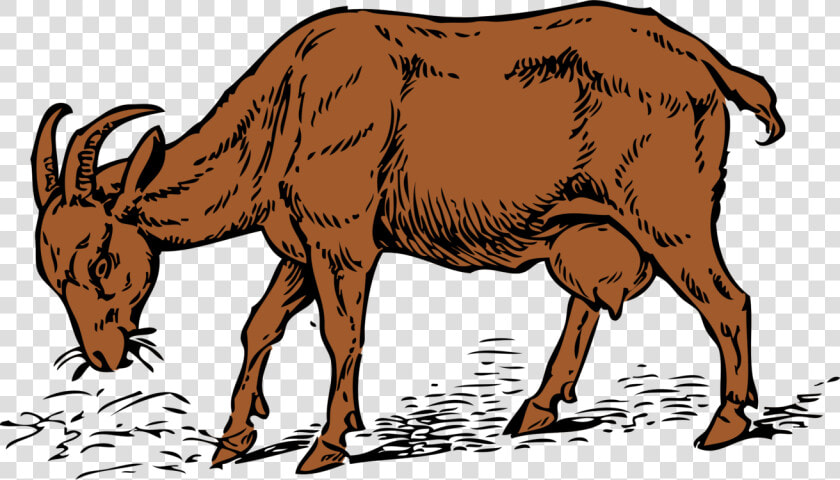 Donkey livestock bull   Goat Eating Grass Drawing  HD Png DownloadTransparent PNG