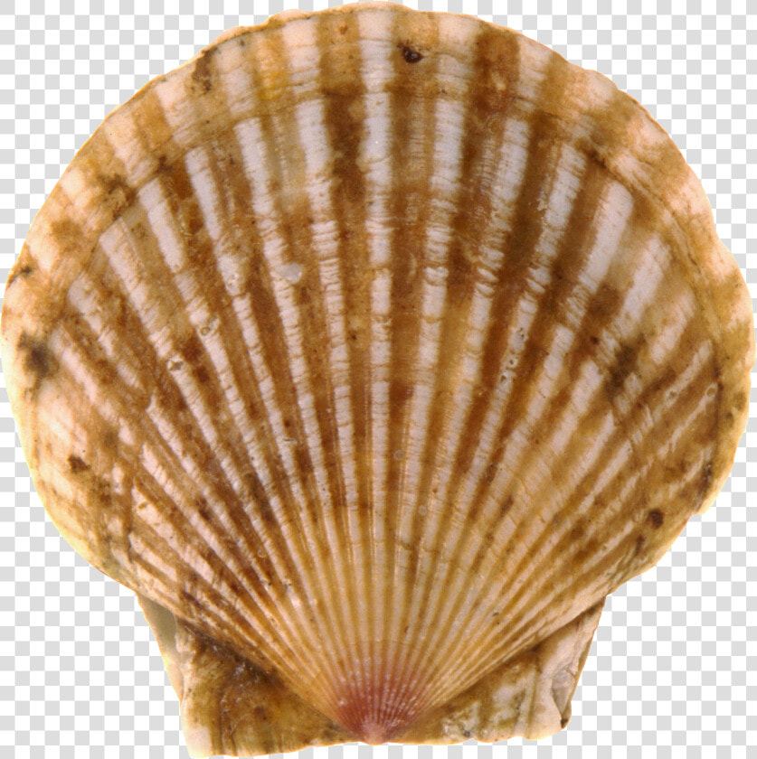 Seashell Png   Scallops Png  Transparent PngTransparent PNG