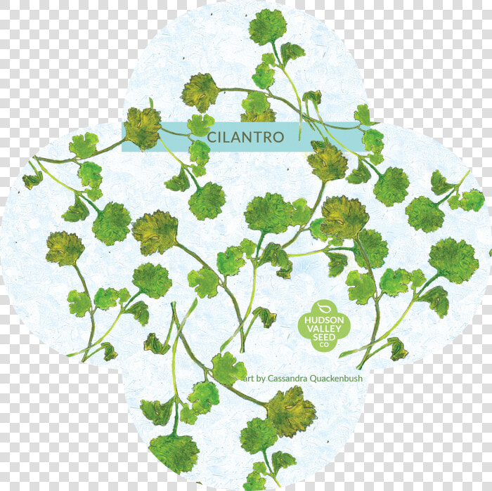 Organic Cilantro Seeds Upstate Stock   Floral Design  HD Png DownloadTransparent PNG