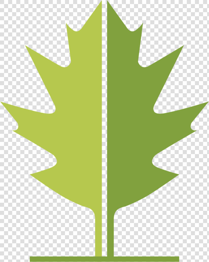 Wlt Leaf   Maple Leaf  HD Png DownloadTransparent PNG