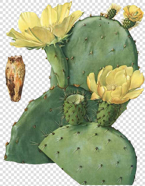 Prickly Pear Botanical Illustration Stock  HD Png DownloadTransparent PNG