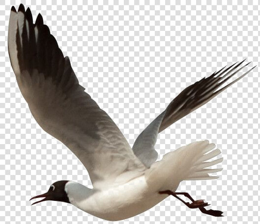 Ocean Birds Transparent Png   Giant  39 s Causeway Flora And Fauna  Png DownloadTransparent PNG