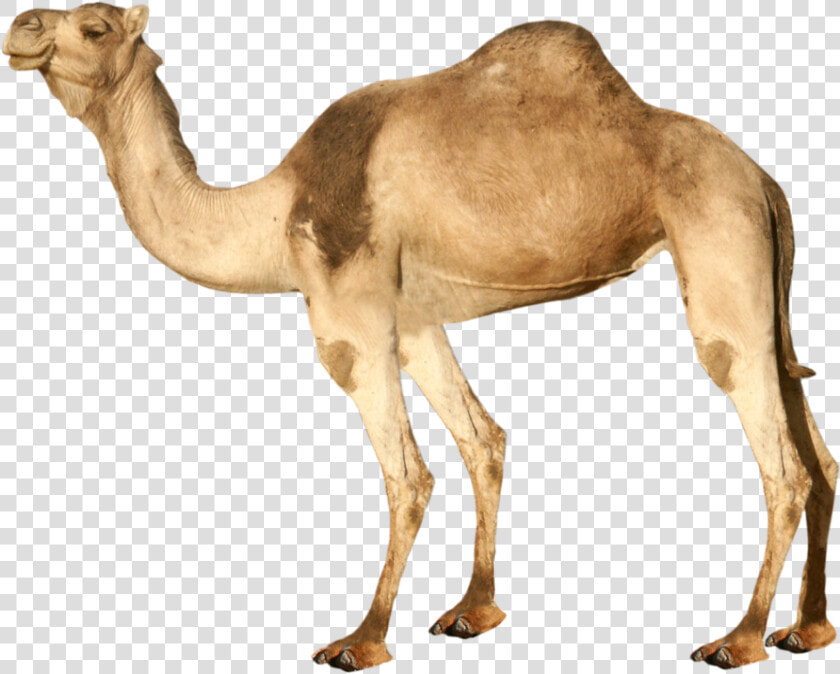 Best Free Camel High Quality Png   Transparent Background Camel Png  Png DownloadTransparent PNG