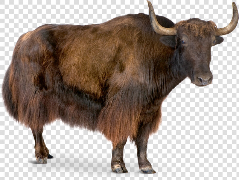 Yak White Background  HD Png DownloadTransparent PNG