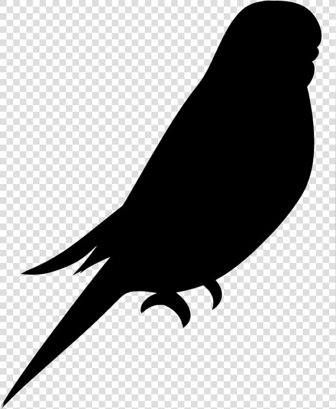 Parakeet  HD Png DownloadTransparent PNG