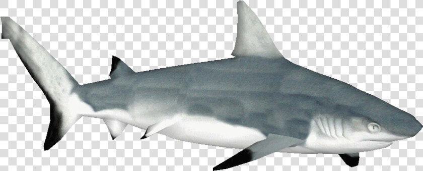 Transparent Tiger Shark Clipart   Squaliformes  HD Png DownloadTransparent PNG