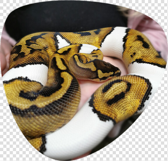 Burmese Python  HD Png DownloadTransparent PNG