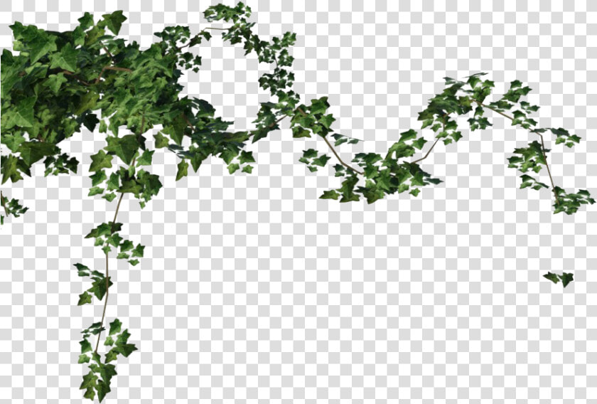 Ivy Vine Png Free Download   Ivy Png  Transparent PngTransparent PNG