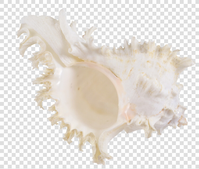 Rock Snail Murex Decorative Shell 6 7   Shell  HD Png DownloadTransparent PNG