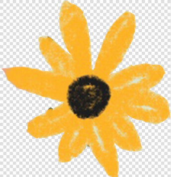 Black eyed Susan  HD Png DownloadTransparent PNG