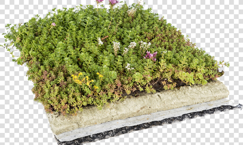 123   Roof Garden Png  Transparent PngTransparent PNG