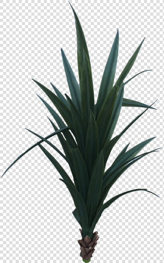 Transparent Yucca Plant Png   Houseplant  Png DownloadTransparent PNG