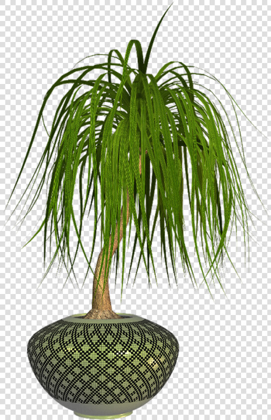 Houseplant  HD Png DownloadTransparent PNG