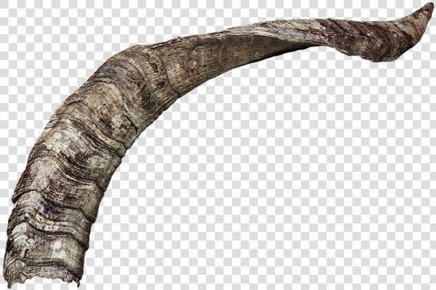 Horn  Horns  Animal  Bock  Goat  Animal World  Satan   Goat Horn Png  Transparent PngTransparent PNG