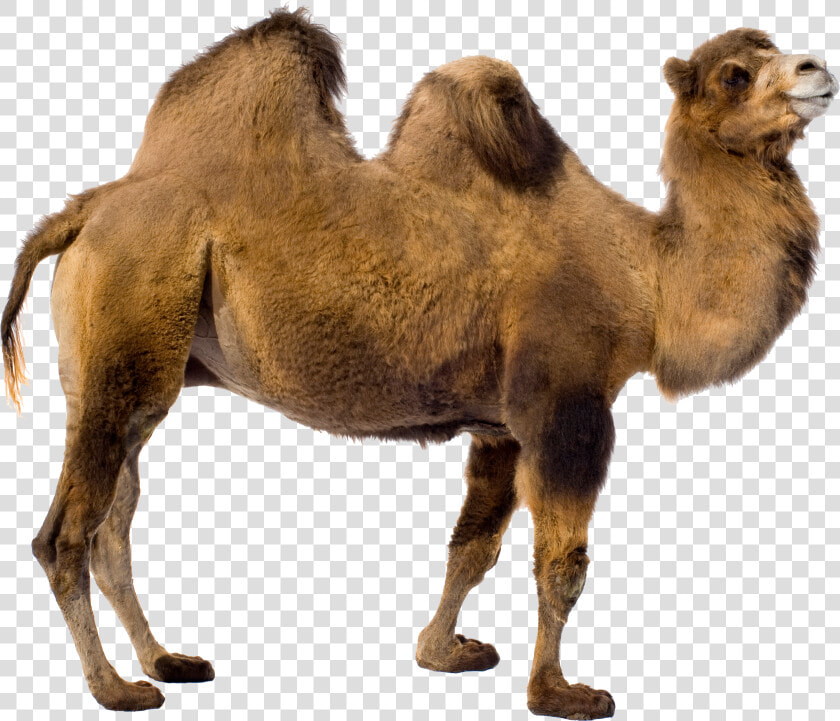 Camel Png   Camel Transparent Background  Png DownloadTransparent PNG