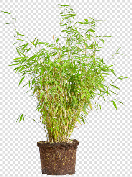 Bamboo   Weeping Fig Png  Transparent PngTransparent PNG